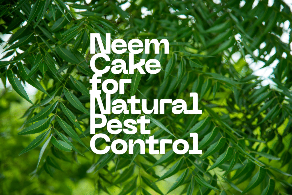Illustration showing Neem Cake for Natural Pest Control applied in soil to enhance root health and protect plants from pests naturally.