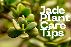 jade plant care tips for indoor jade plant growth at home